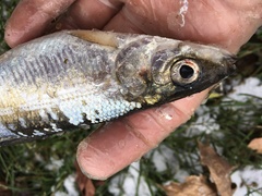 Coregonus artedi