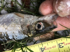 Coregonus artedi