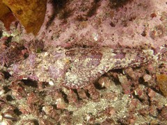 Thysanophrys cirronasus