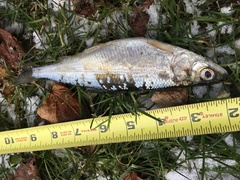 Coregonus artedi