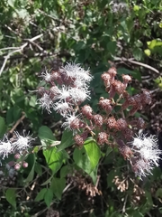 Chromolaena collina