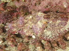 Thysanophrys cirronasus