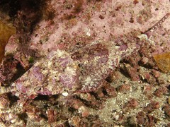 Thysanophrys cirronasus