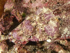 Thysanophrys cirronasus