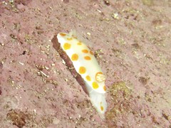 Goniobranchus tasmaniensis