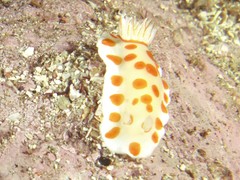 Goniobranchus tasmaniensis