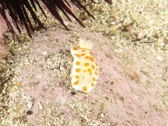 Goniobranchus tasmaniensis