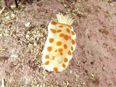 Goniobranchus tasmaniensis