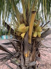 Cocos nucifera