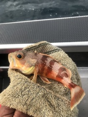 Helicolenus percoides