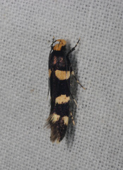 Limnaecia polycydista