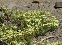 Verbena araucana