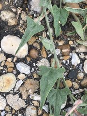 Convolvulus equitans