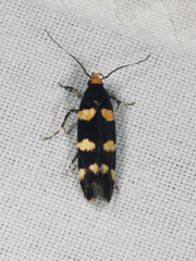 Limnaecia polycydista