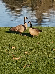Branta canadensis