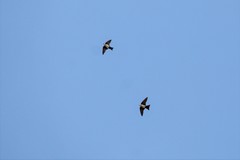 Pygochelidon cyanoleuca