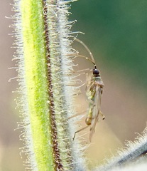 Engytatus modestus
