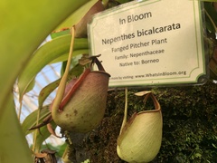 Nepenthes bicalcarata