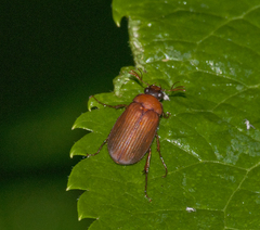 Serica brunnea
