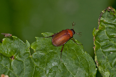 Serica brunnea