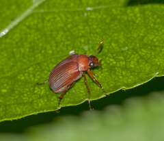 Serica brunnea