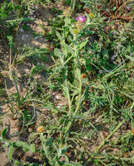 Centaurea seridis