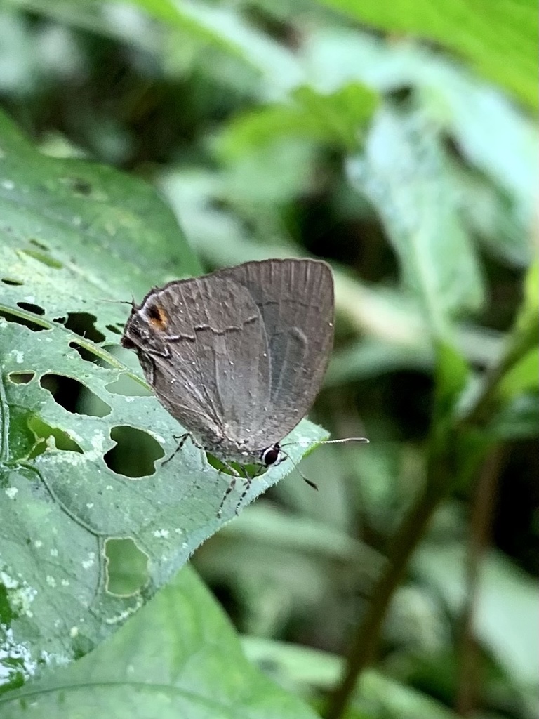 Theclopsis demea