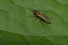 Lonchoptera bifurcata