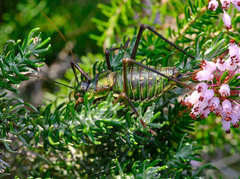 Parasteropleurus perezii