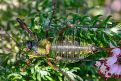 Parasteropleurus perezii