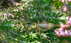 Parasteropleurus perezii