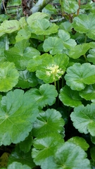 Hydrocotyle bonplandii