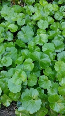 Hydrocotyle bonplandii