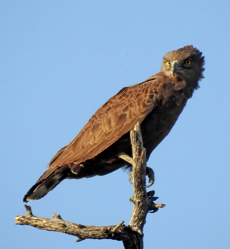 Brown Snake-Eagle