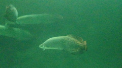 Arapaima gigas
