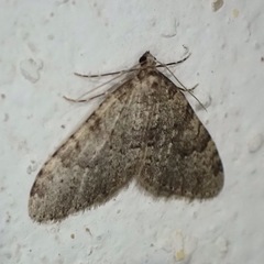 Nebula ibericata