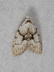 Nola delograpta