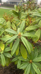 Rhododendron × hybridum