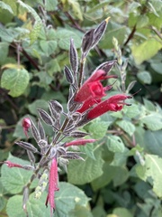 Salvia longistyla