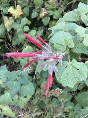 Salvia longistyla