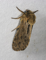 Oncopera fasciculatus