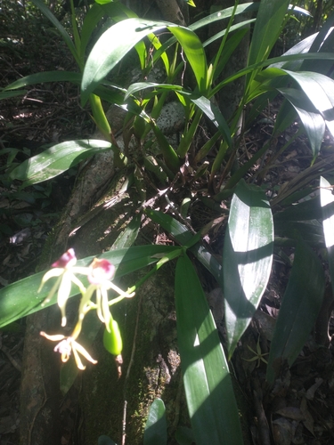 Prosthechea cochleata