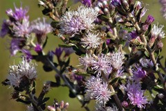 Vernonanthura chamaedrys