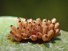 Chelymorpha cassidea