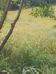 Oryza sativa