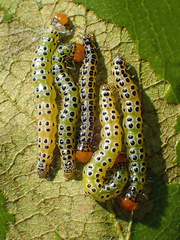 Epicorsia oedipodalis