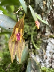 Lepanthes effusa