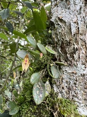 Lepanthes effusa