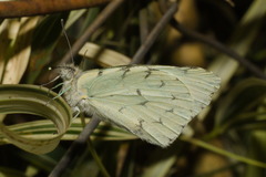 Hesperocharis
