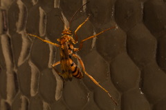 Tachypompilus mendozae